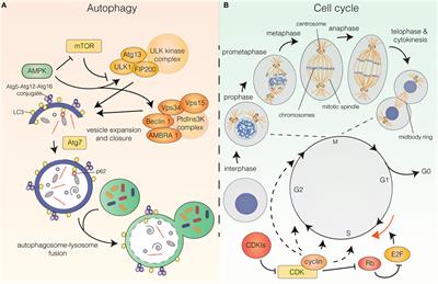 Autophagy and the Cell Cycle: A Complex Landscape